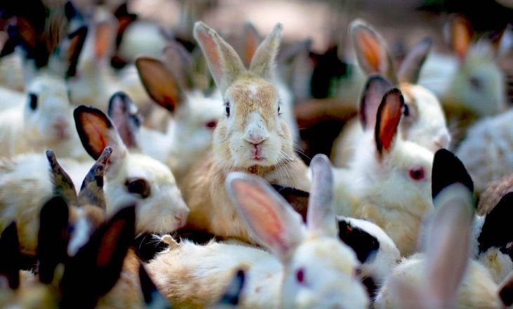 How Many Rabbits Are In The US