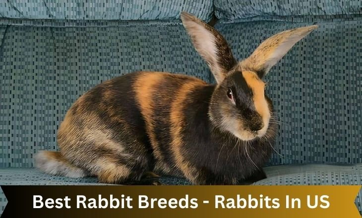 Best Rabbit Breeds - Rabbits In US