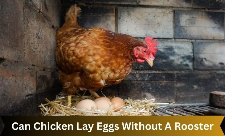 Can Chicken Lay Eggs Without A Rooster