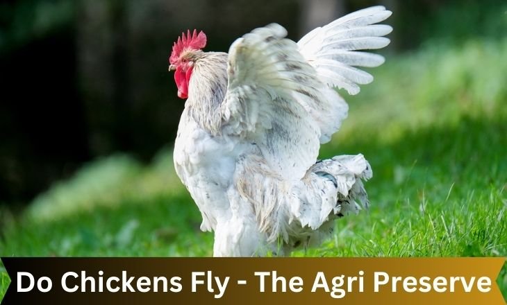 Do Chickens Fly - The Agri Preserve