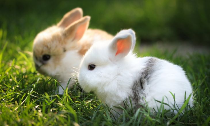 Domestic-Rabbit-Agri-Preserve