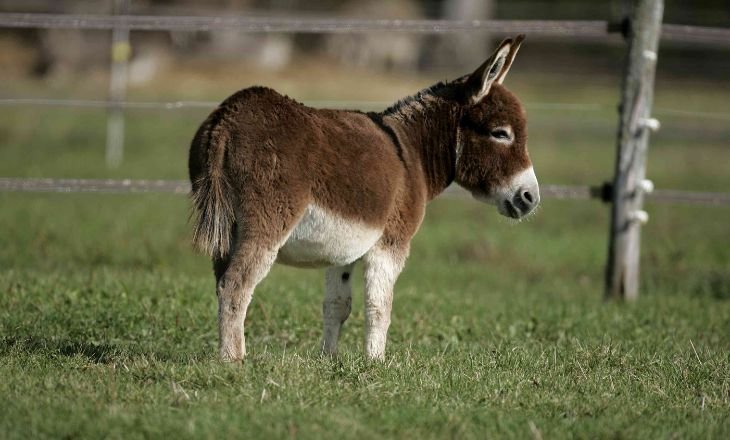 Donkey-Breeds-Breeds-and-Colors