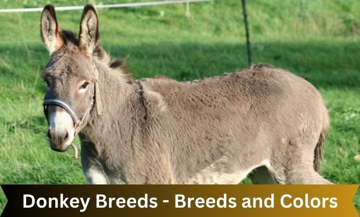 Donkey Breeds - Breeds and Colors