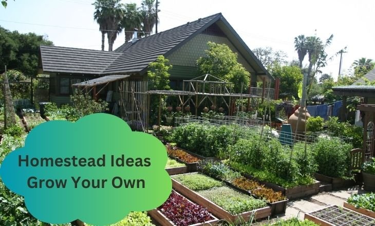 Homestead Ideas : Grow Your Own