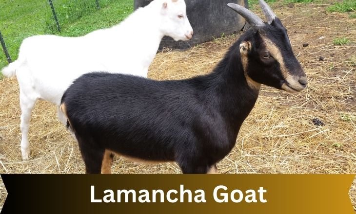 Lamancha Goat