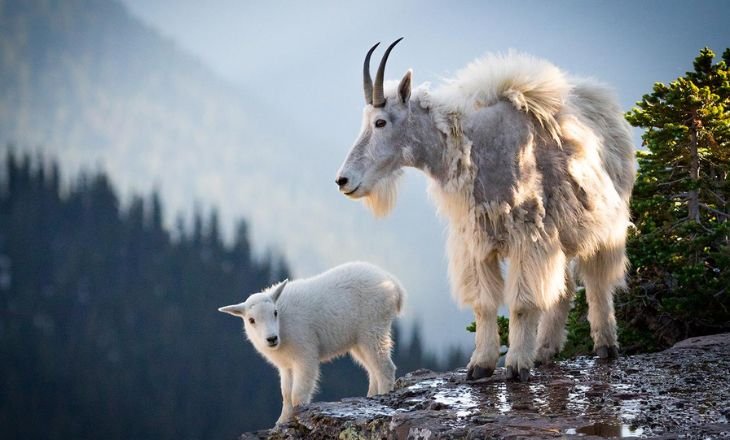 Baby mountain goats are called kids.