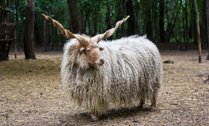 Racka Sheep _ Domestic Sheep With Horns