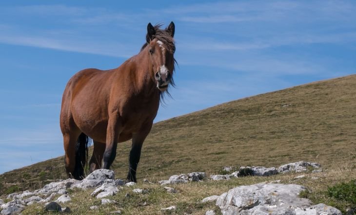 Rocky Mountain Horse