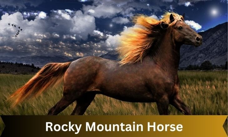 Rocky Mountain Horse