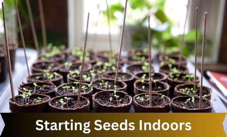 Starting Seeds Indoors