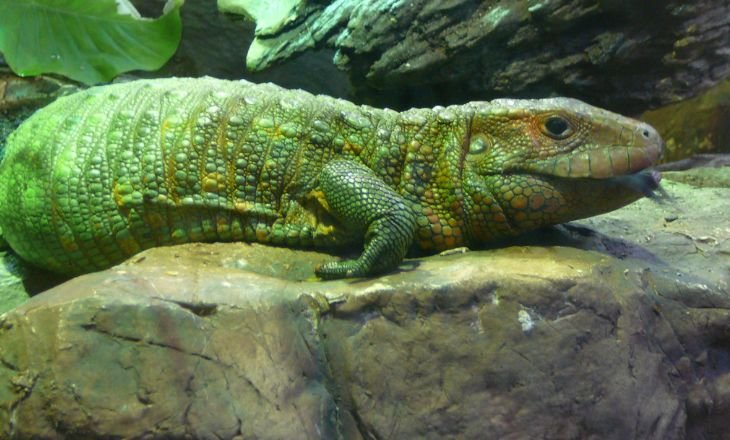 Caiman Lizards