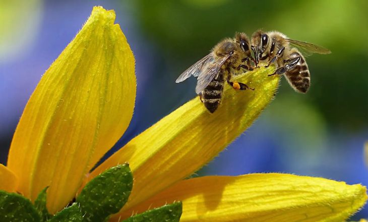 Bumblebee Vs Honeybee