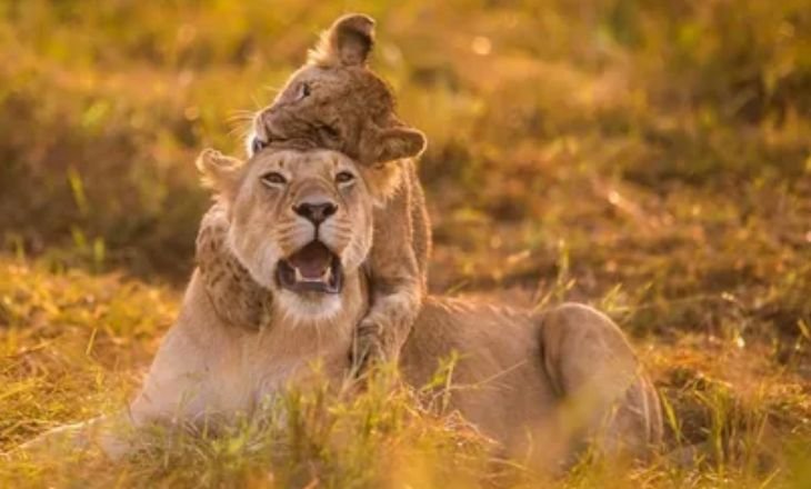 Cape Lion Vs Normal Lion