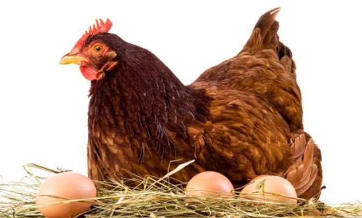 Can Chicken Lay Eggs Without A Rooster