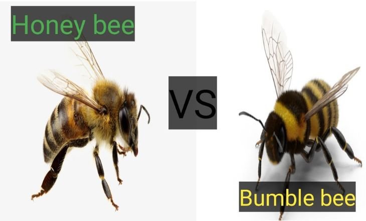 Bumblebee Vs Honeybee - What's The Difference Between