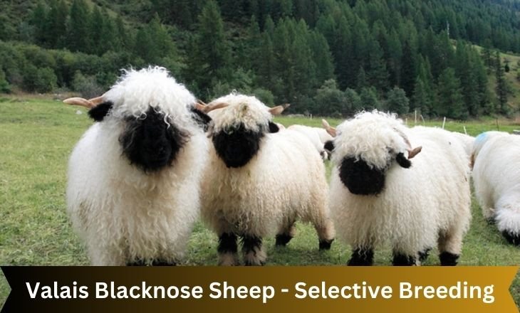 Valais Blacknose Sheep - Selective Breeding