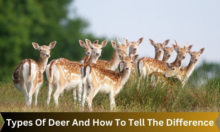 Types Of Deer And How To Tell The Difference