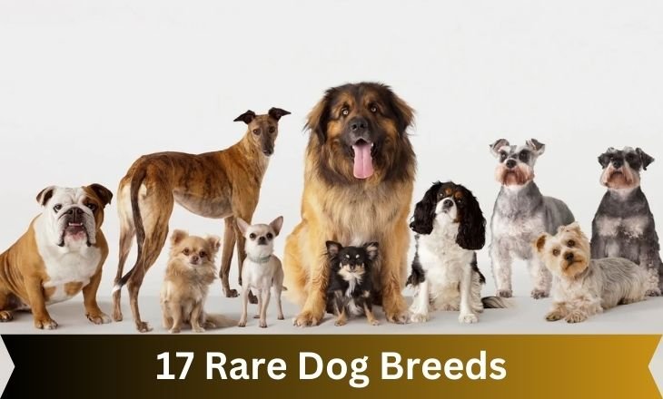 17 Rare Dog Breeds