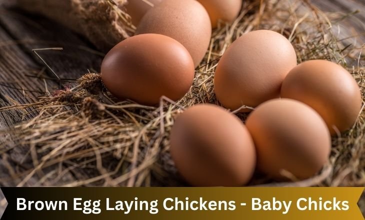 Brown Egg Laying Chickens - Baby Chicks