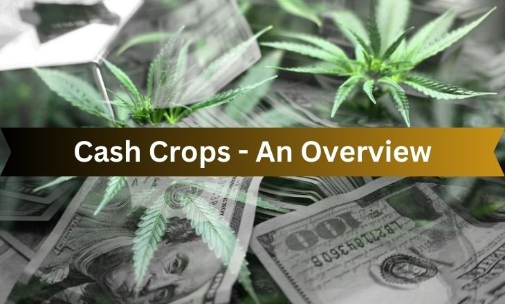 Cash Crops - An Overview Of Food Crops - agripreserve.com