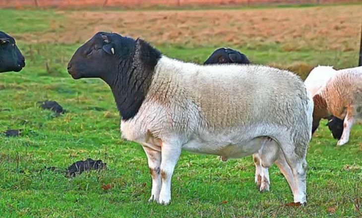 Dorper Sheep-Information-History-Facts-1