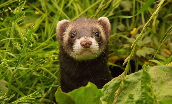 Ferret Facts - The Ultimate Beginner's Guide