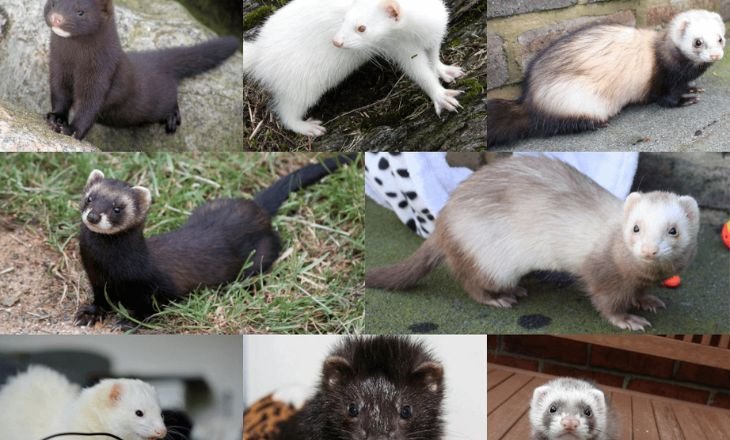 Color Of Ferrets