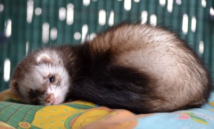 Ferret For Sale