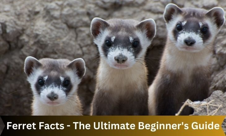 Ferret Facts - The Ultimate Beginner's Guide