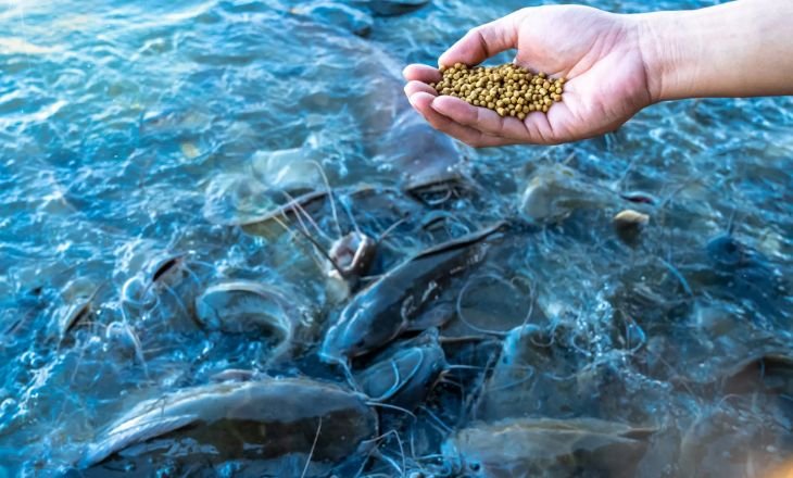 Fish Farm - Aquaponic Fish Farming