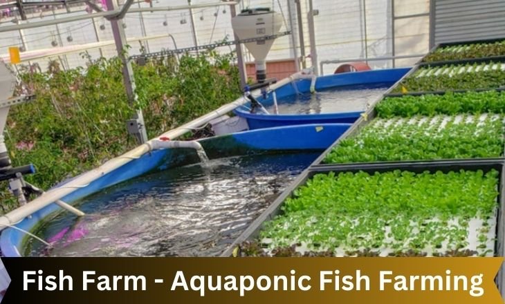 Fish Farm - Aquaponic Fish Farming