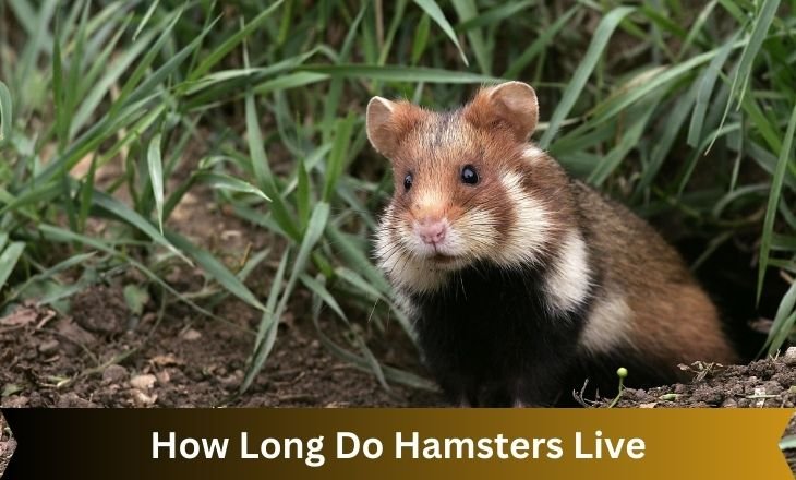 How Long Do Hamsters Live