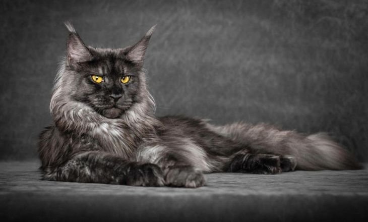 Maine Coon Cat