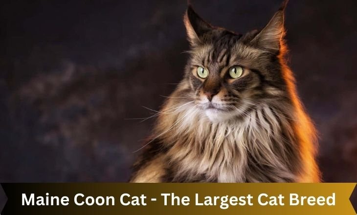 Maine Coon Cat - The Largest Cat Breed