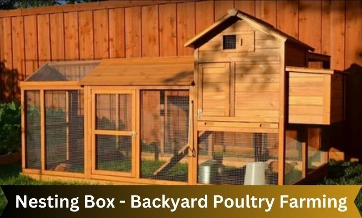 Nesting Box - Backyard Poultry Farming