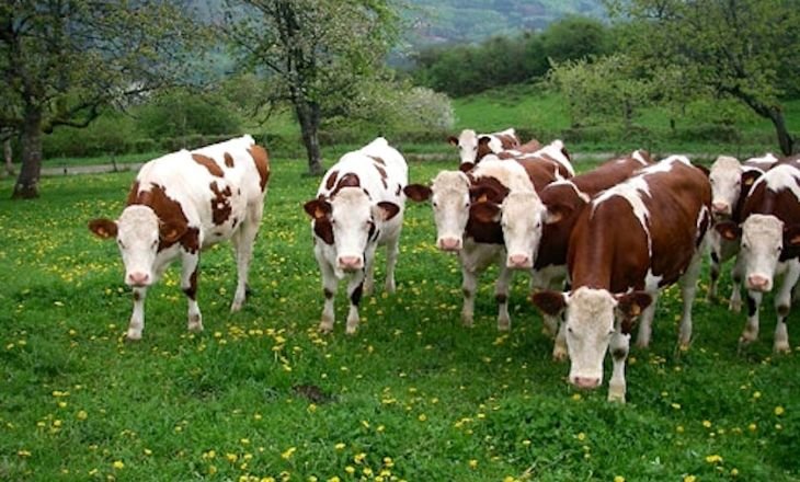 Dairy Cattle Breeds