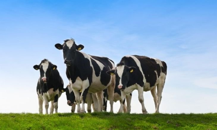 Types-Of-Dairy-Cows-In-US-A-Guide