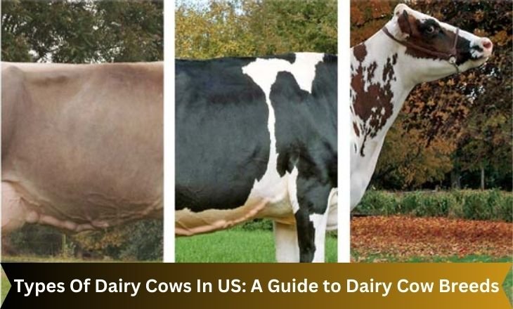 Types Of Dairy Cows In US: A Guide to Dairy Cow Breeds