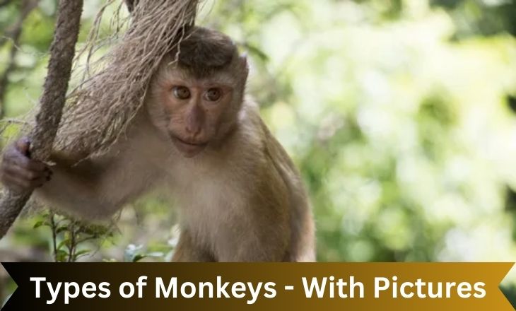 Types of Monkeys - With Pictures