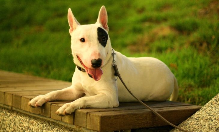  Bull Terrier