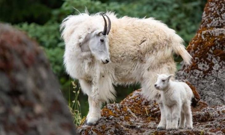 Mountain Goats Facts