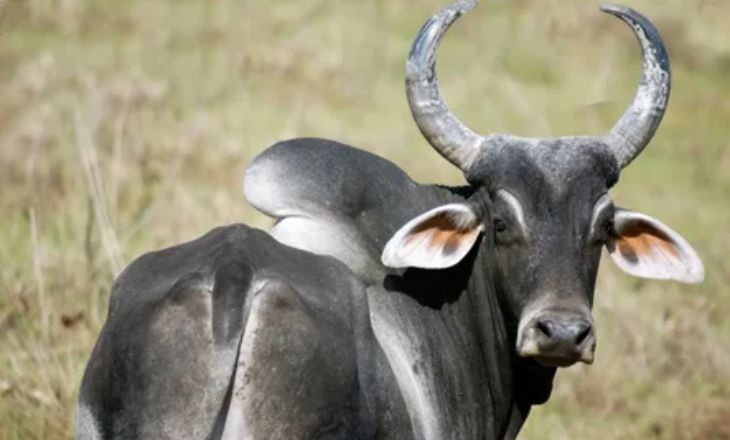 Zebu - Breeds Of Livestock