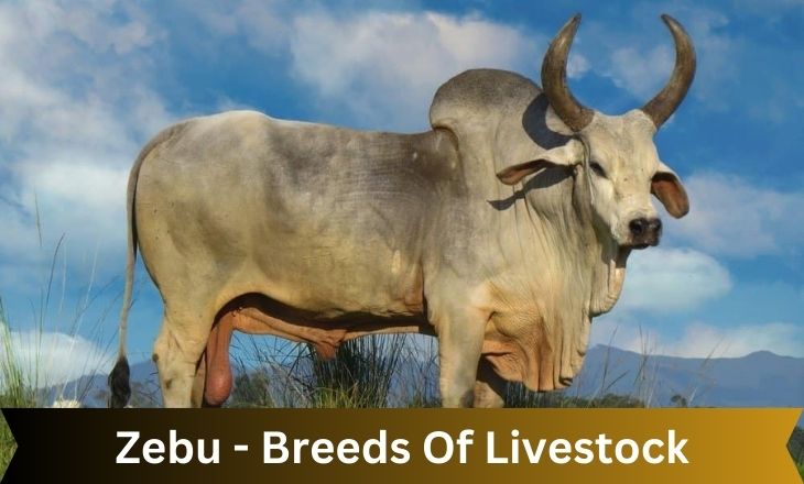 Zebu - Breeds Of Livestock