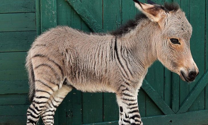 Zonkey - Facts And Characteristics (2)