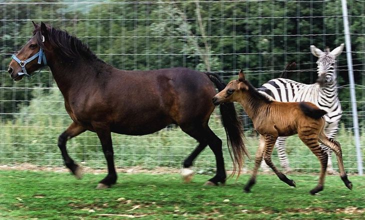 Can A Zorse Be Ridden