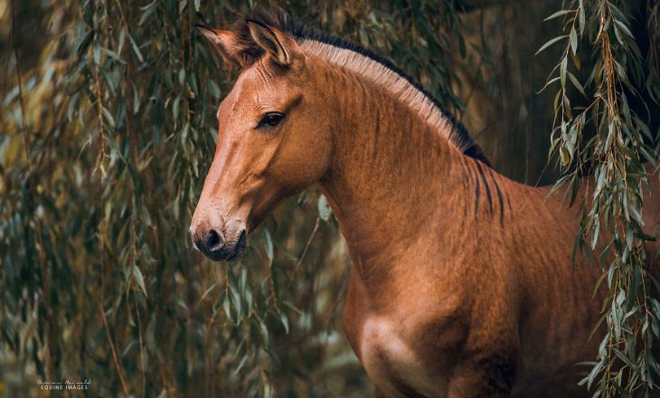 Zorse - Zebra and Horse Hybrid