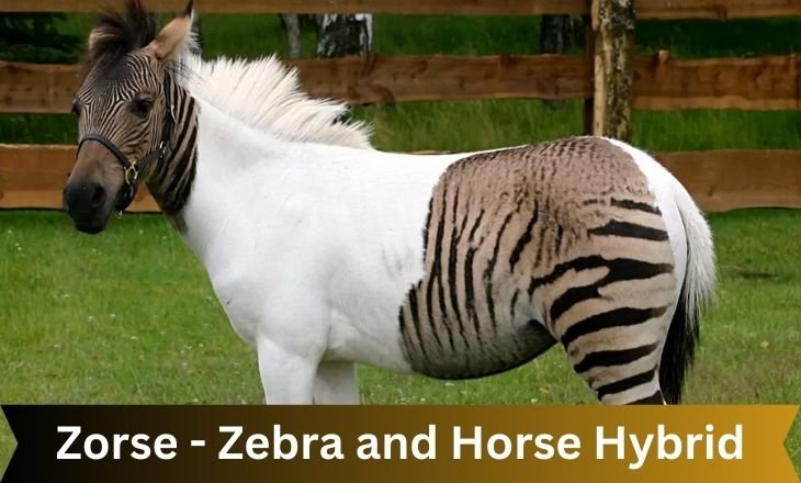 Zorse - Zebra and Horse Hybrid