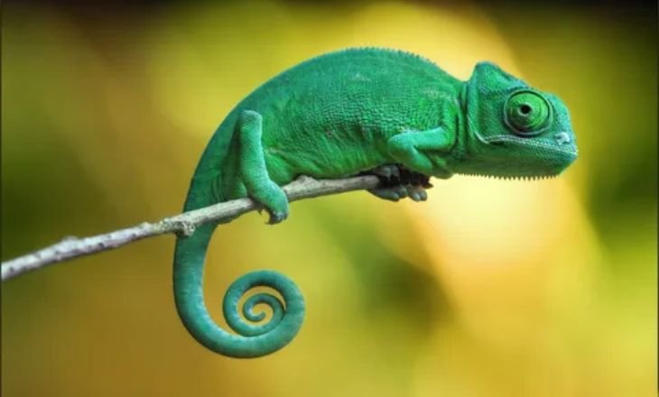 Chameleon Species