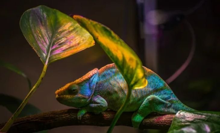 Most Common Chameleon