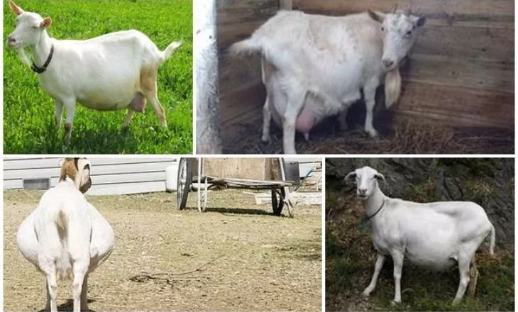 How To Tell If Your Goat Is Pregnant